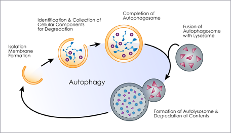 autophagy