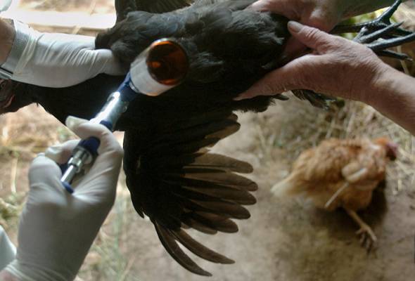 avian flu selesema burung