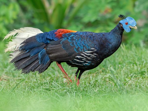 ayam burung burong pegar makan padi