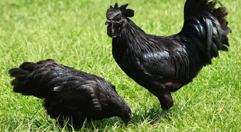 ayam cemani