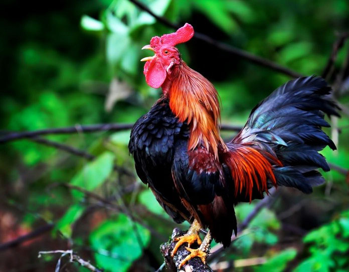 ayam jantan mempunyai balung lebih besar dari ayam betina 842