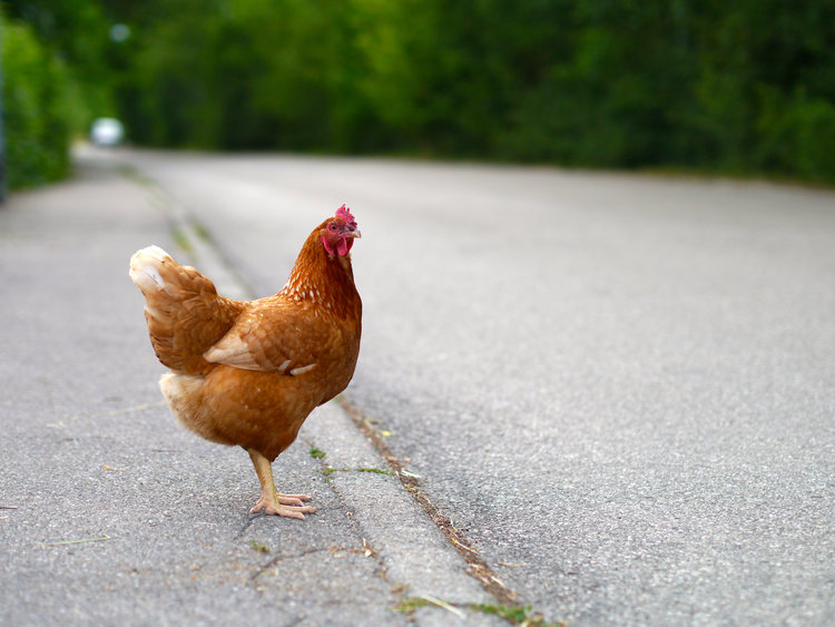 ayam melintas jalan