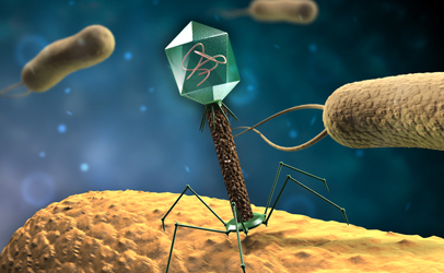 bacteriophages