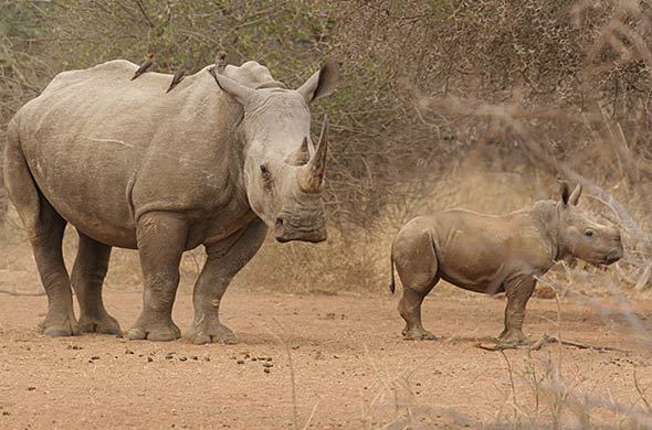 badak sumbu afrika