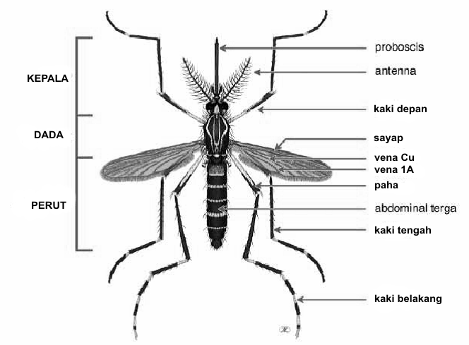 badan nyamuk