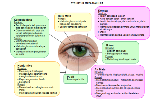 bahagian mata