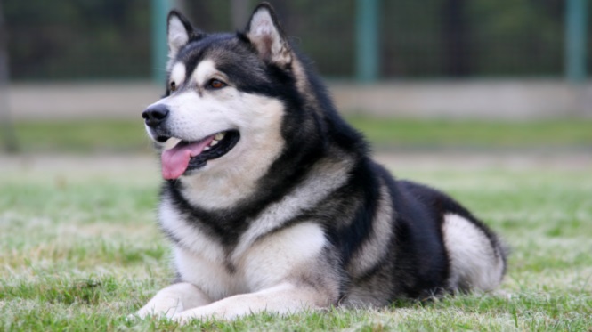 baka jenis alaskan malamute