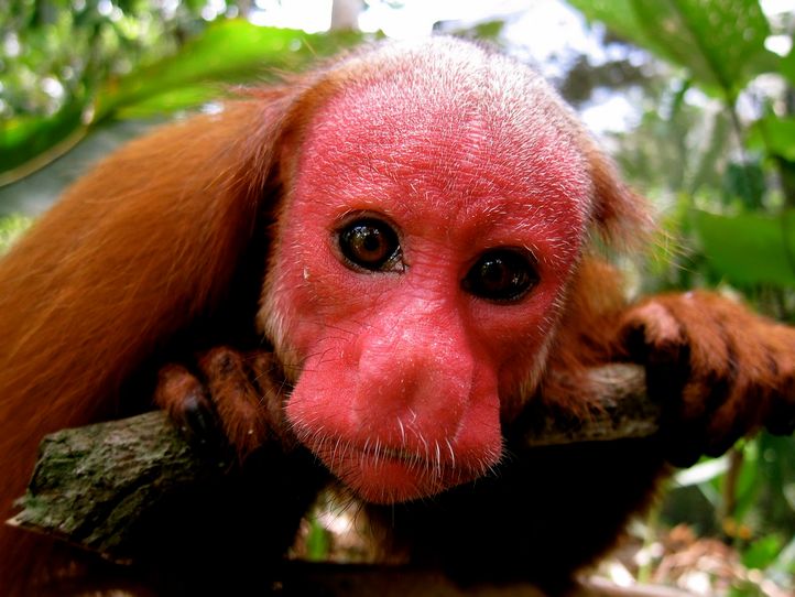 bald uakari 2