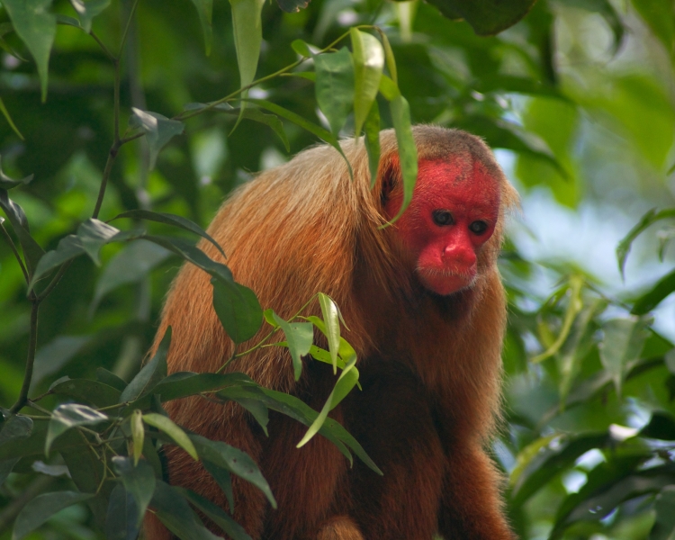 bald uakari monyet paling pelik di dunia