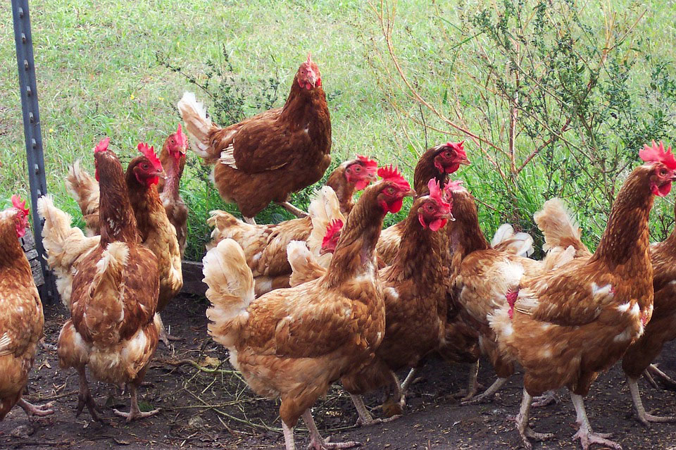 balung ayam juga menjadi penentu kehebatan seseekor ayam itu 92