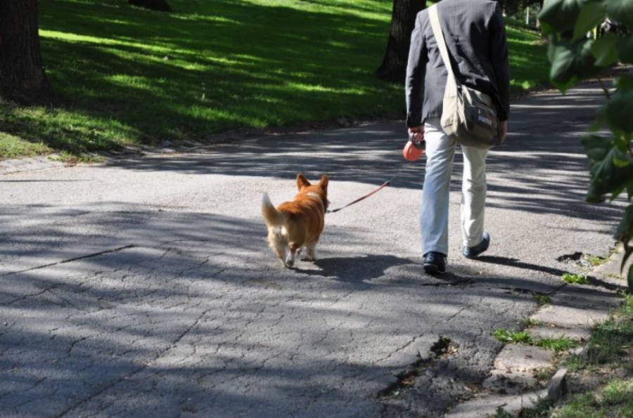 bandar turin di itali mengehadkan anjing untuk dibawa bersiar siar 3 kali sehari