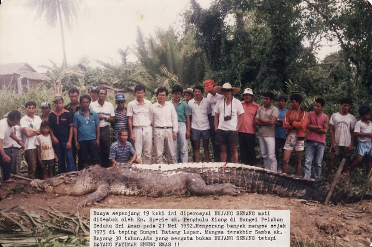 bangkai bujang senang