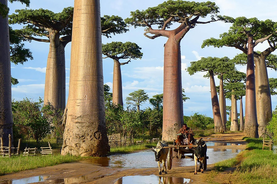 baobab