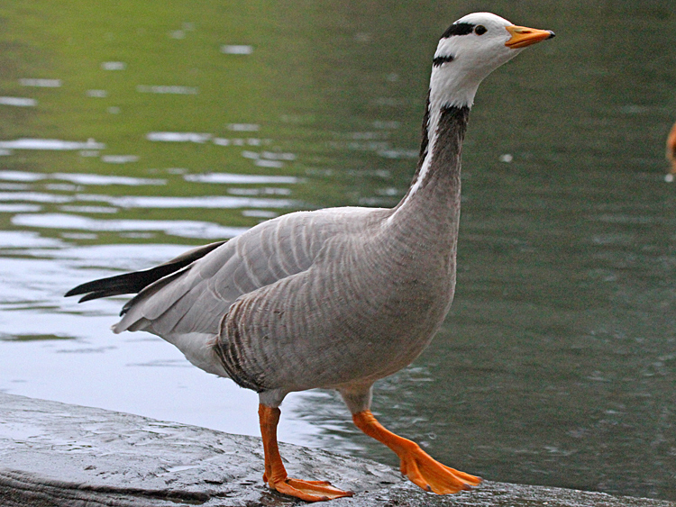 bar hooded goose