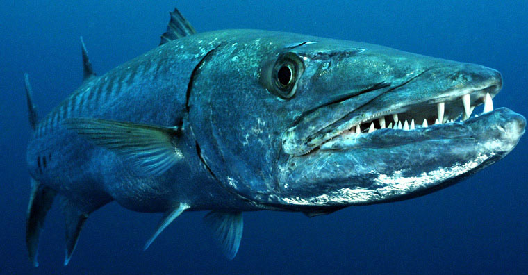 barracuda