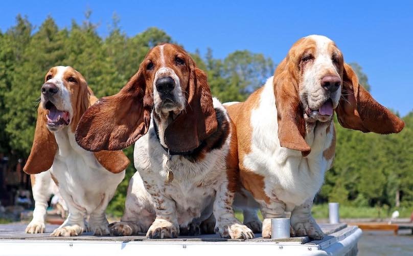 basset hound