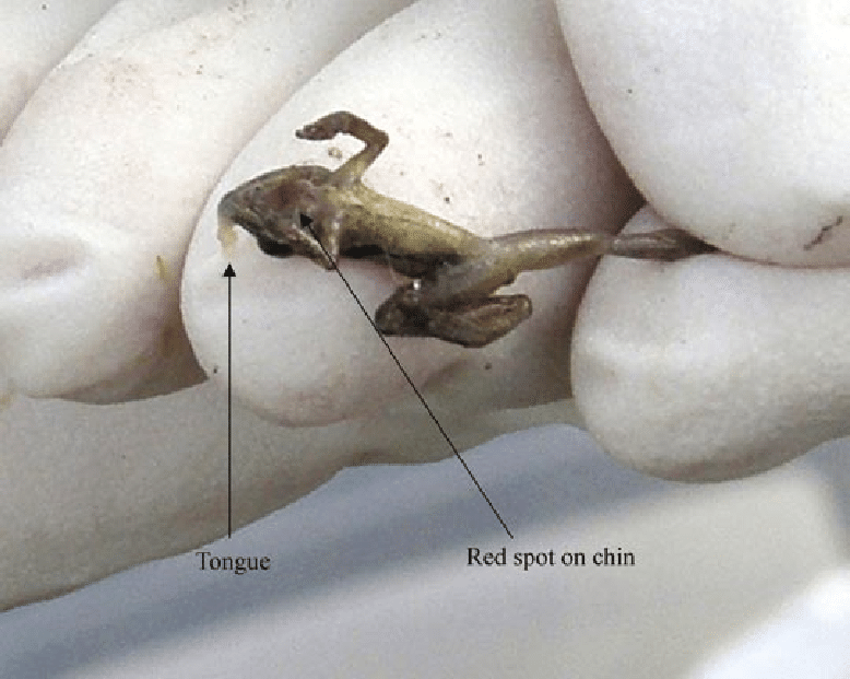 batrachochytrium dendrobatidis