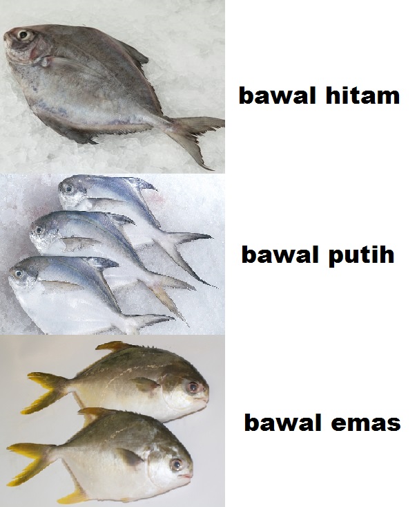 bawal hitam putih emas