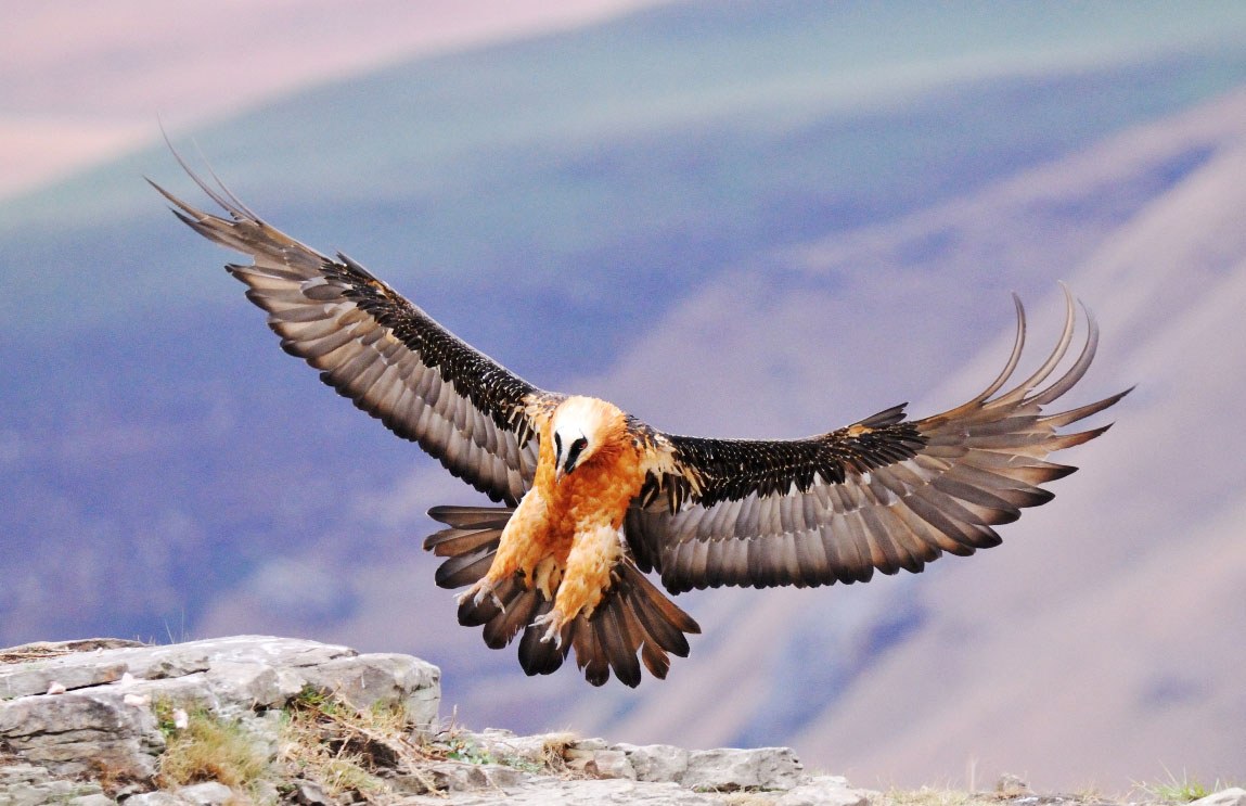 bearded vulture