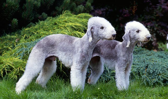 bedlington terrier jfif