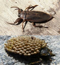 belostomatidae serangga air bawa telur di belakang sehingga menetas