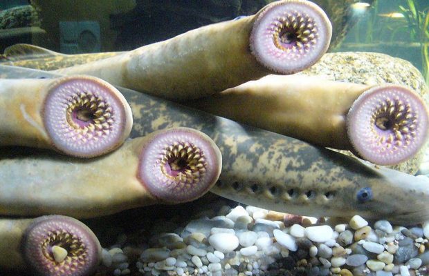 belut lamprey