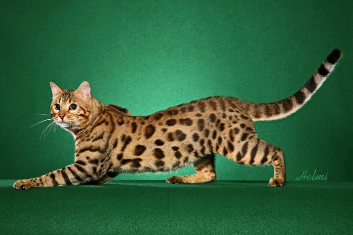 bengal 722