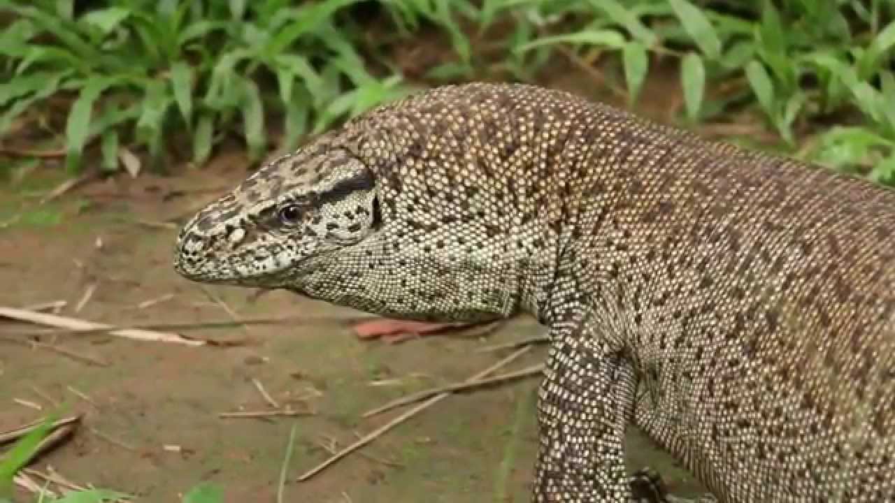 bengal monitor