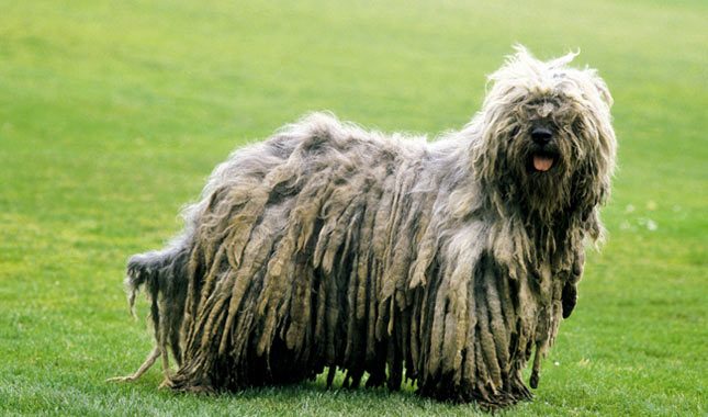 bergamasco shepherd jfif