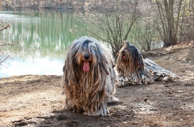 bergamasco shepherd