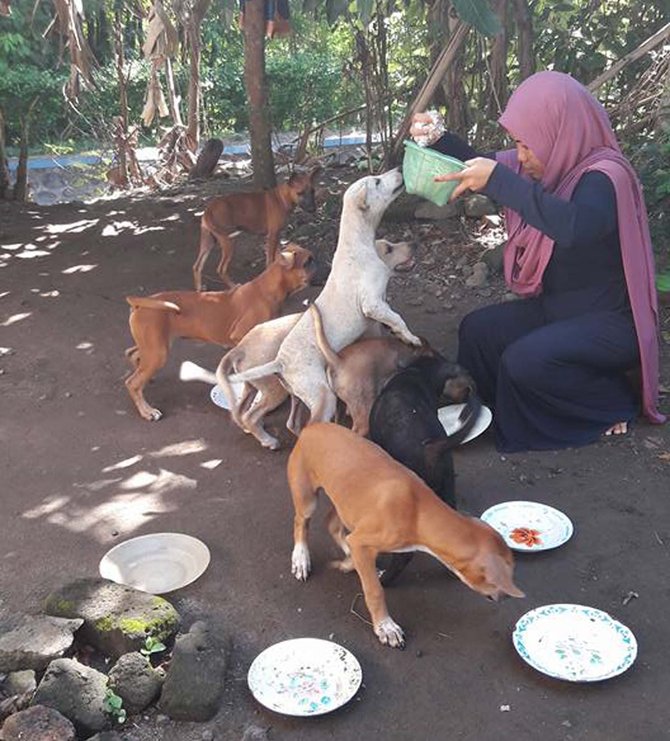 beri anjing makan