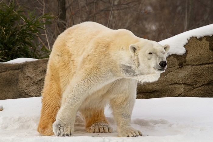 beruang grizzly kutub