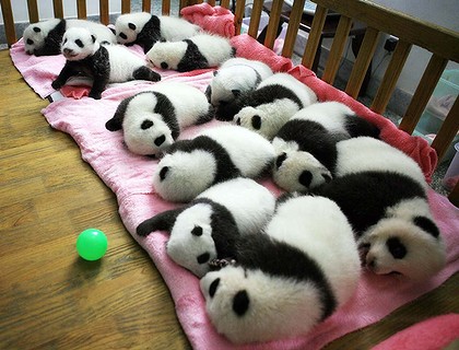 beruang panda cute comel 310