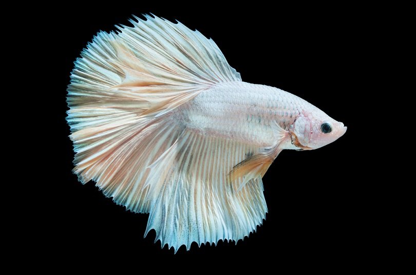 betta albino