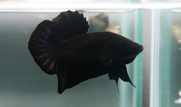 betta hitam tulen