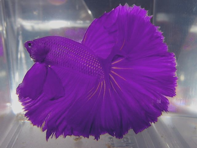 betta ungu