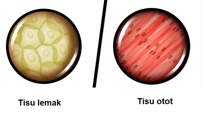 beza tisu lemak dan tisu otot