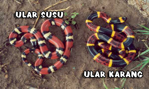 beza ular karang dengan ular susu