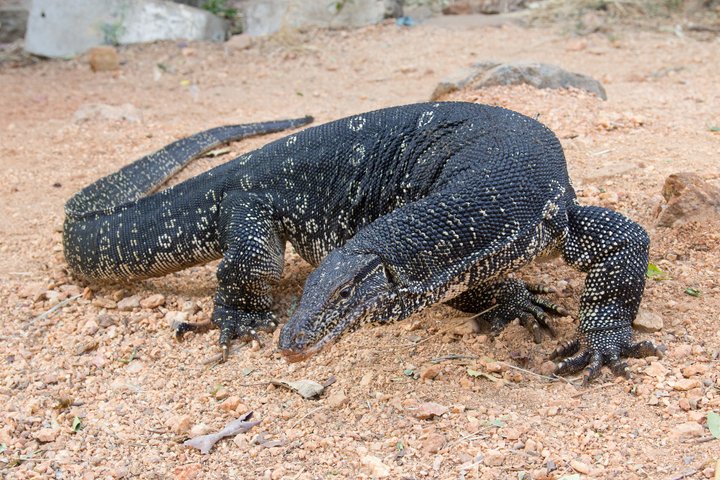 biawak air malaya