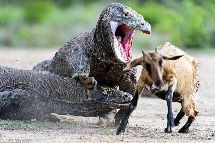 biawak komodo serang kambing