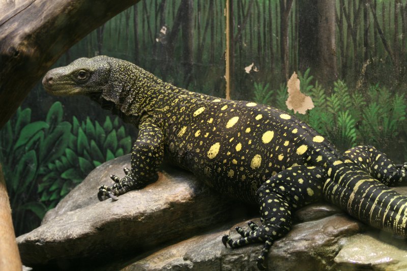 biawak salvadori sangat bahaya