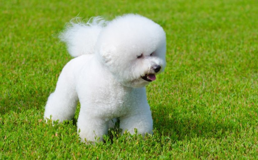 bichon frise