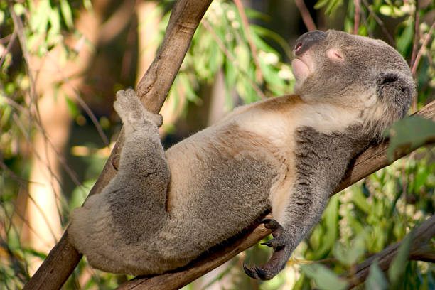 binatang tidur paling lama dunia