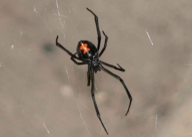 bisa paling menyakitkan black widow