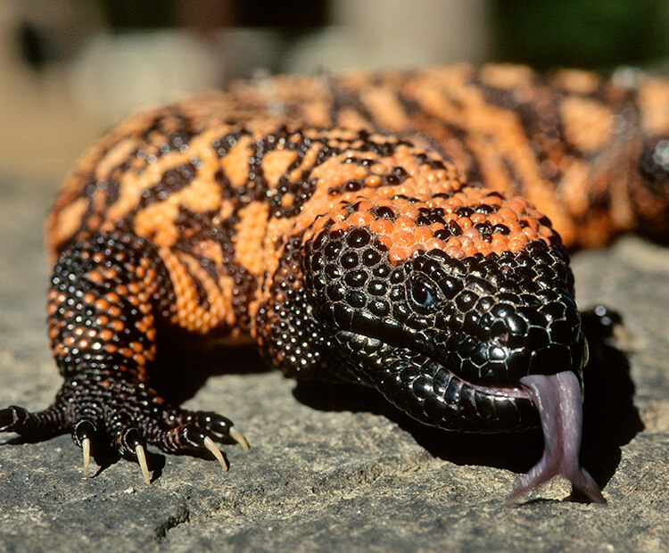 bisa paling menyakitkan gila monster