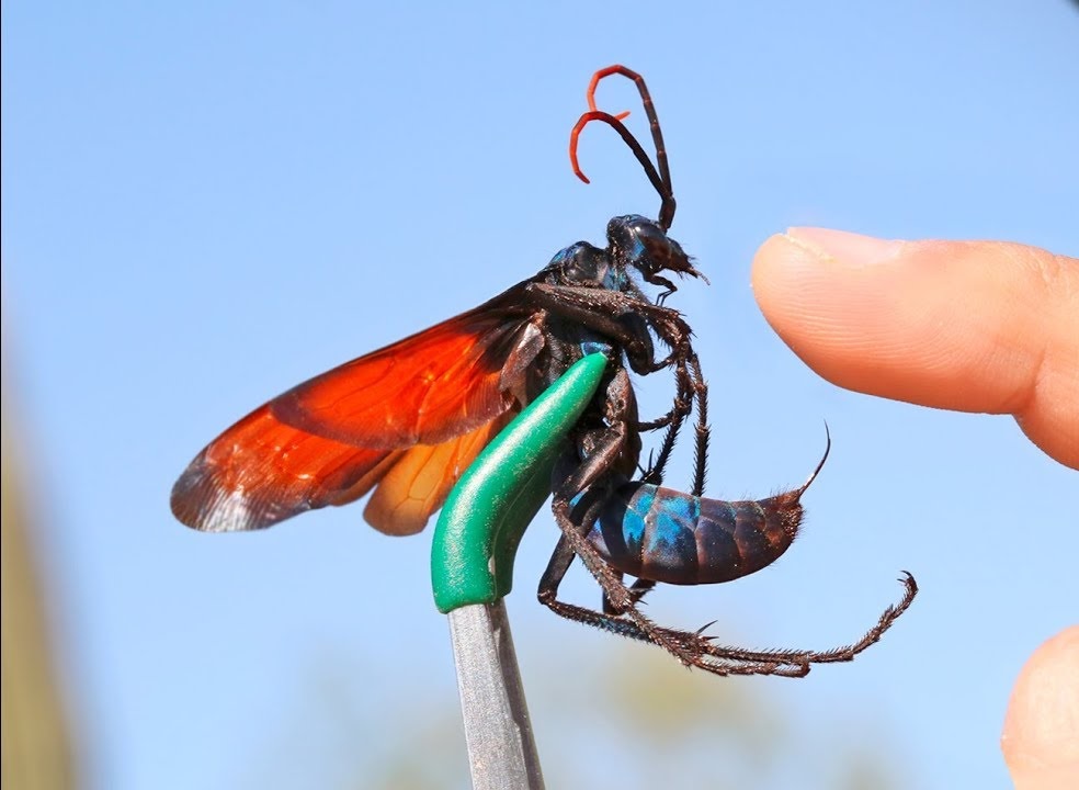 bisa paling menyakitkan tarantula hawk