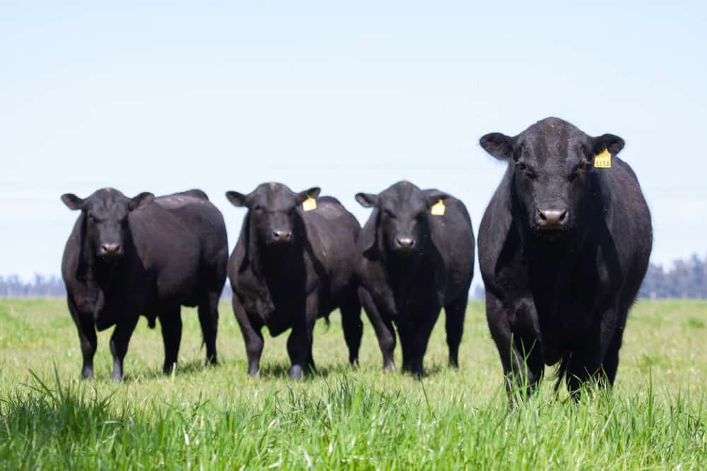 black angus