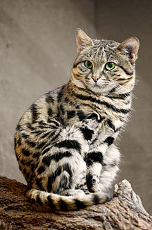 black footed cat