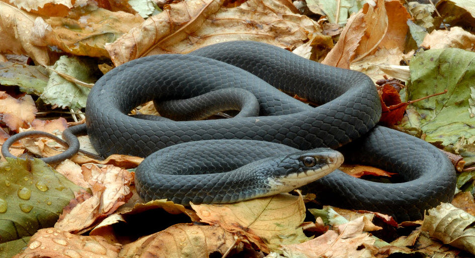 black mamba ular paling berbisa di dunia