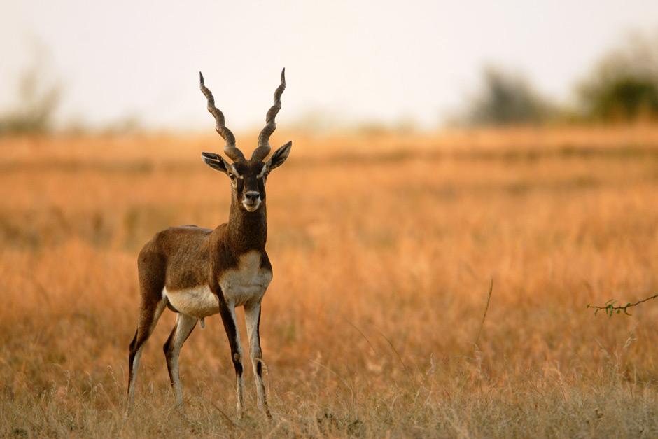 blackbuck